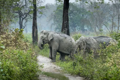Asian Elephant walking through grassland forest- Manas National Park Assam India