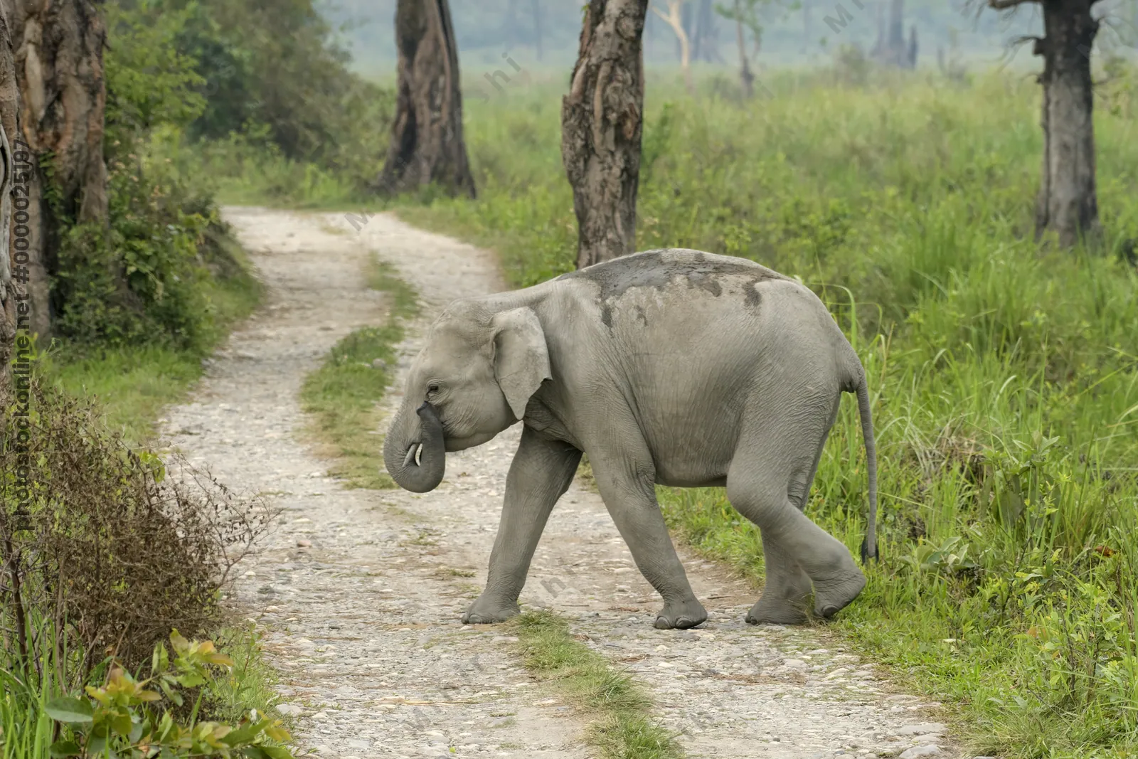 Baby Asian Elephant crossing forest track in Manas National Park, Assam, India