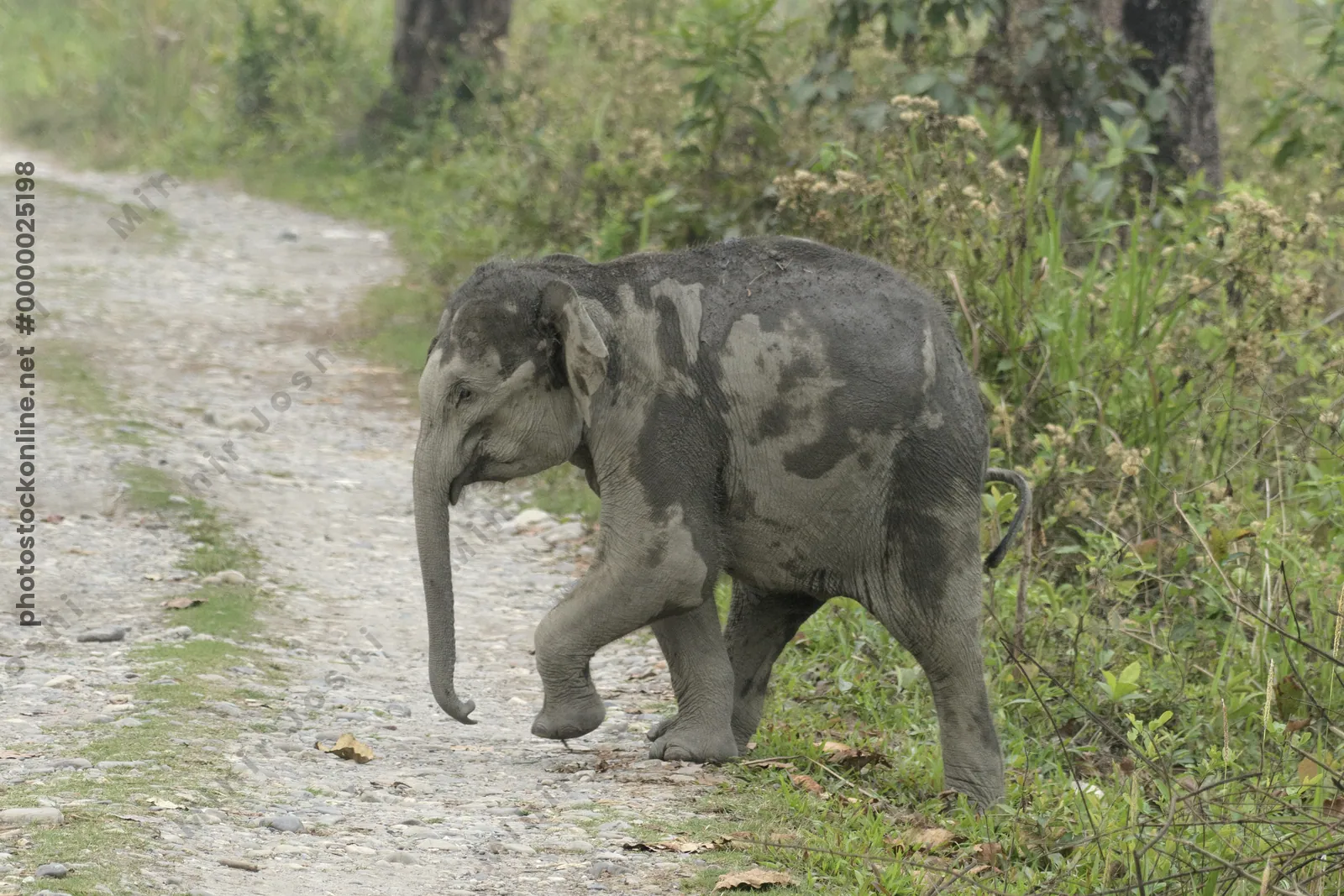 Baby Asian Elephant crossing forest track in Manas National Park, Assam, India