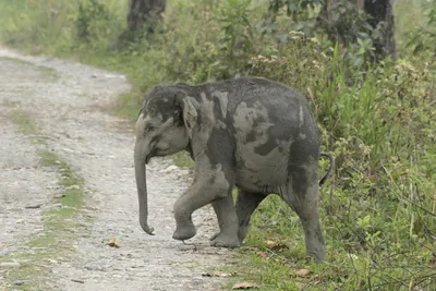 Baby Asian Elephant crossing forest track in Manas National Park, Assam, India