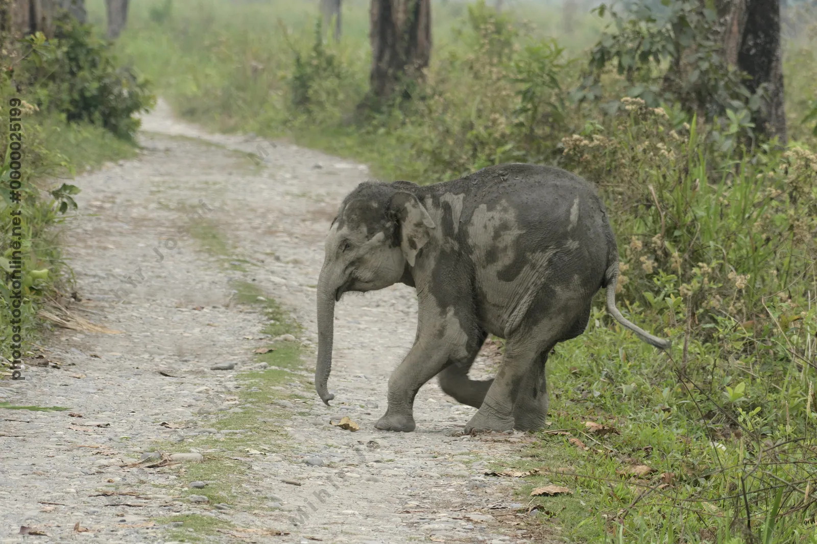 Baby Asian Elephant crossing forest track in Manas National Park, Assam, India