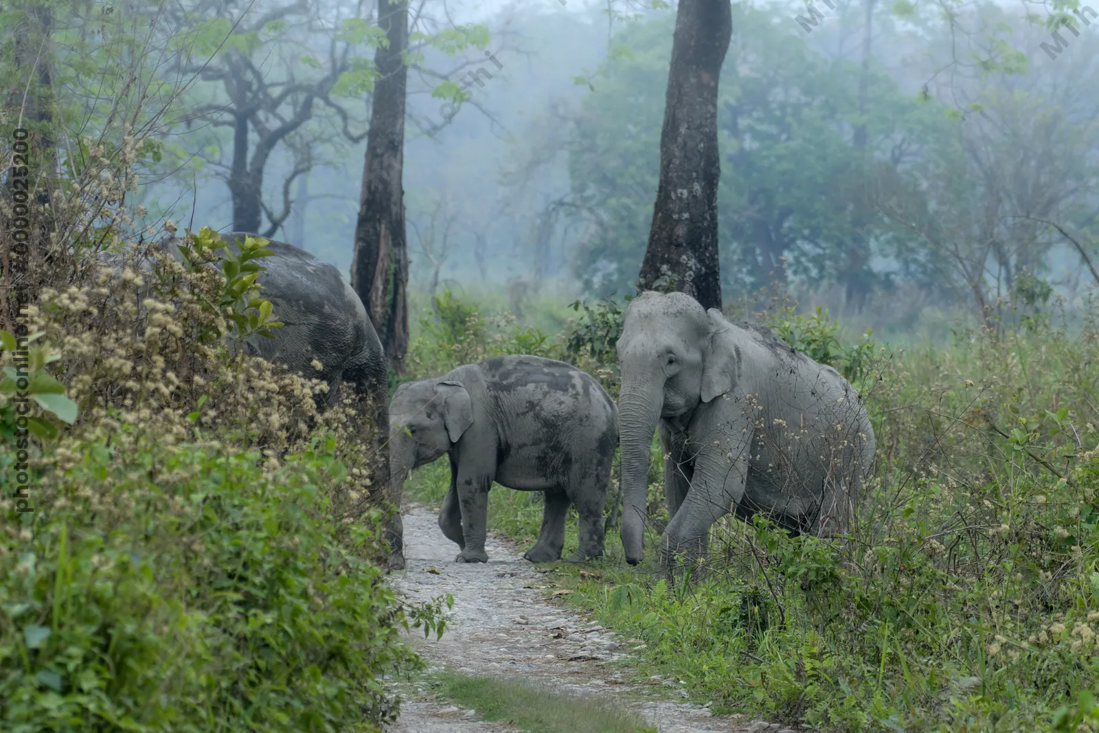 Asian Elephant walking through grassland forest- Manas National Park Assam India