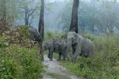Asian Elephant walking through grassland forest- Manas National Park Assam India