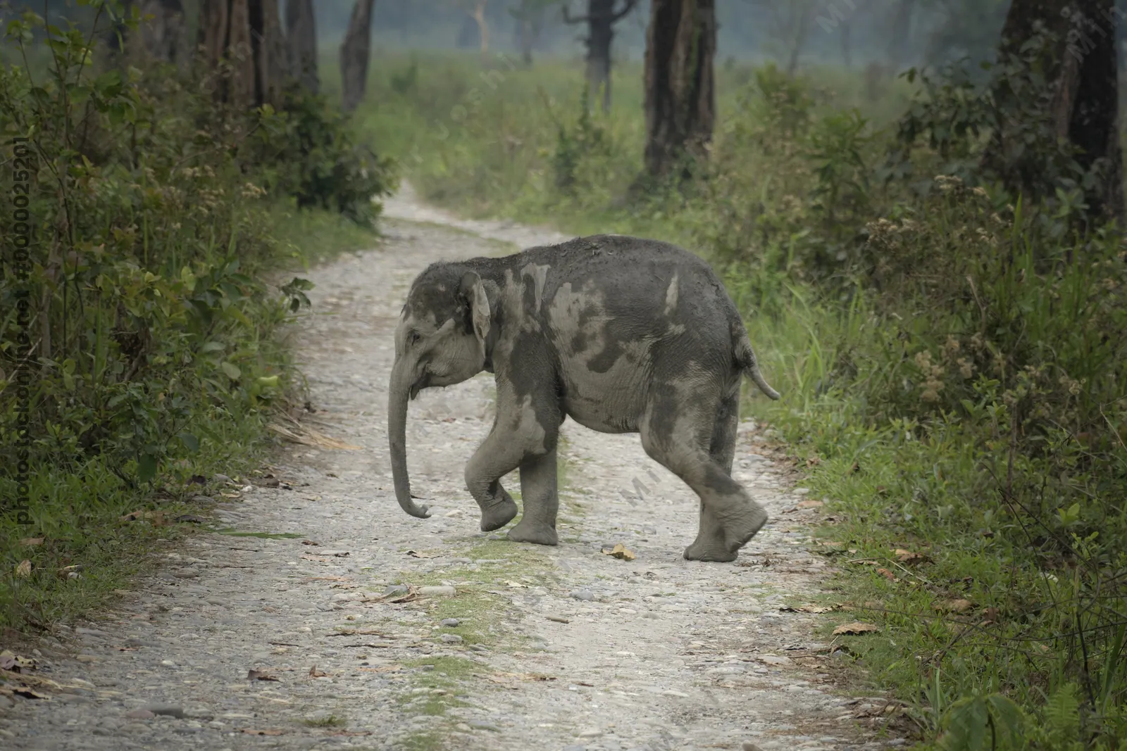 Baby Asian Elephant crossing forest track in Manas National Park, Assam, India