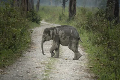 Baby Asian Elephant crossing forest track in Manas National Park, Assam, India
