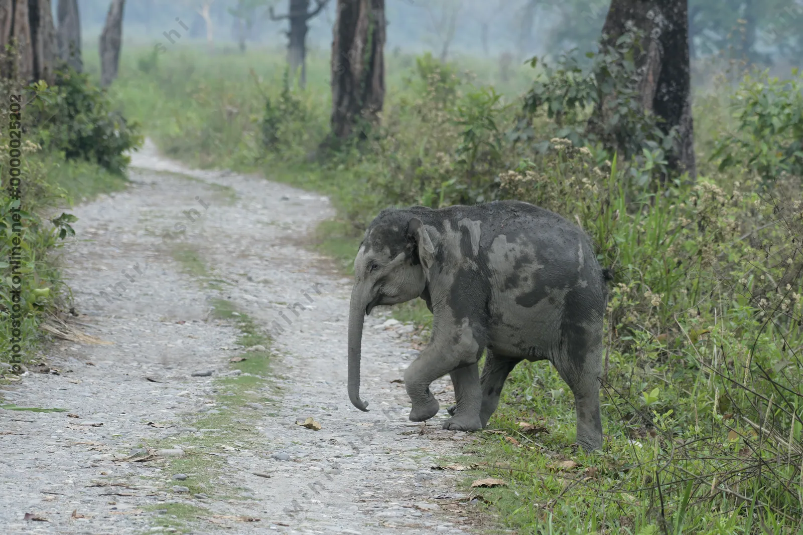 Baby Asian Elephant crossing forest track in Manas National Park, Assam, India