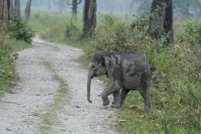 Baby Asian Elephant crossing forest track in Manas National Park, Assam, India