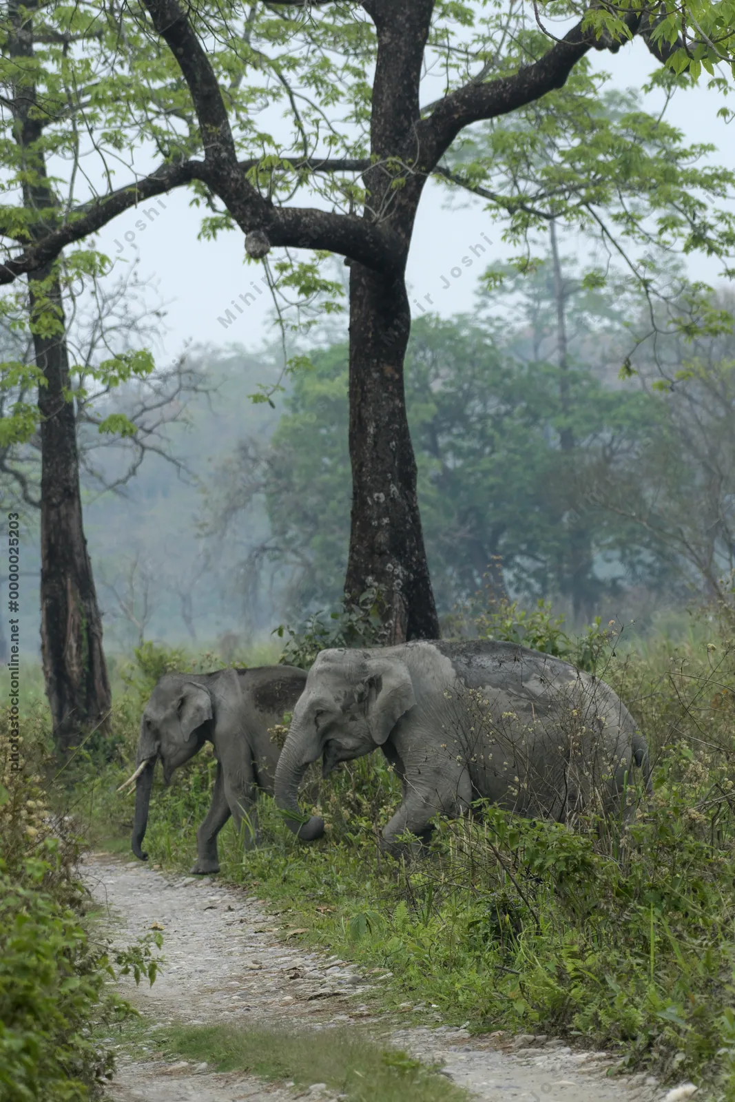 Asian Elephant walking through grassland forest- Manas National Park Assam India