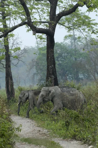 Asian Elephant walking through grassland forest- Manas National Park Assam India