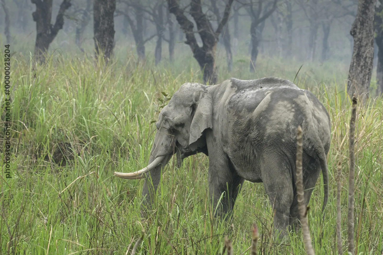 Asian Elephant walking through grassland forest- Manas National Park Assam India