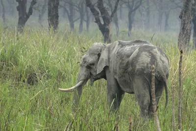 Asian Elephant walking through grassland forest- Manas National Park Assam India