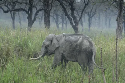 Asian Elephant walking through grassland forest- Manas National Park Assam India