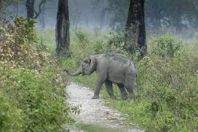 Baby Asian Elephant crossing forest track in Manas National Park, Assam, India