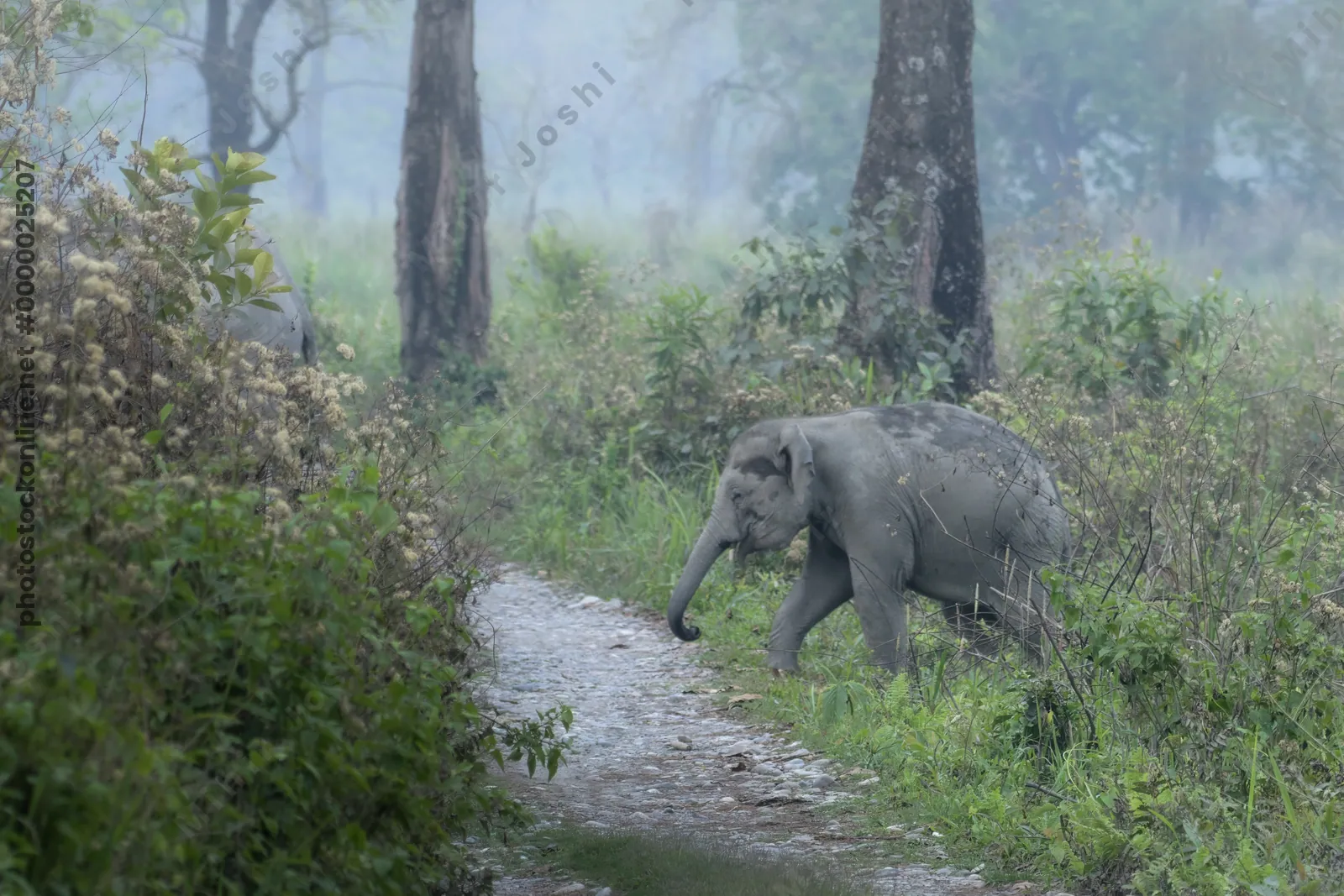 Baby Asian Elephant crossing forest track in Manas National Park, Assam, India