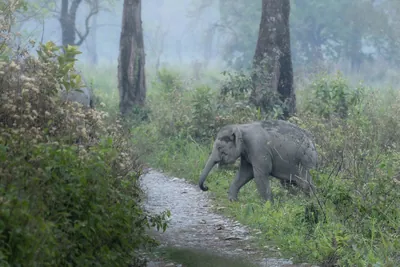 Baby Asian Elephant crossing forest track in Manas National Park, Assam, India
