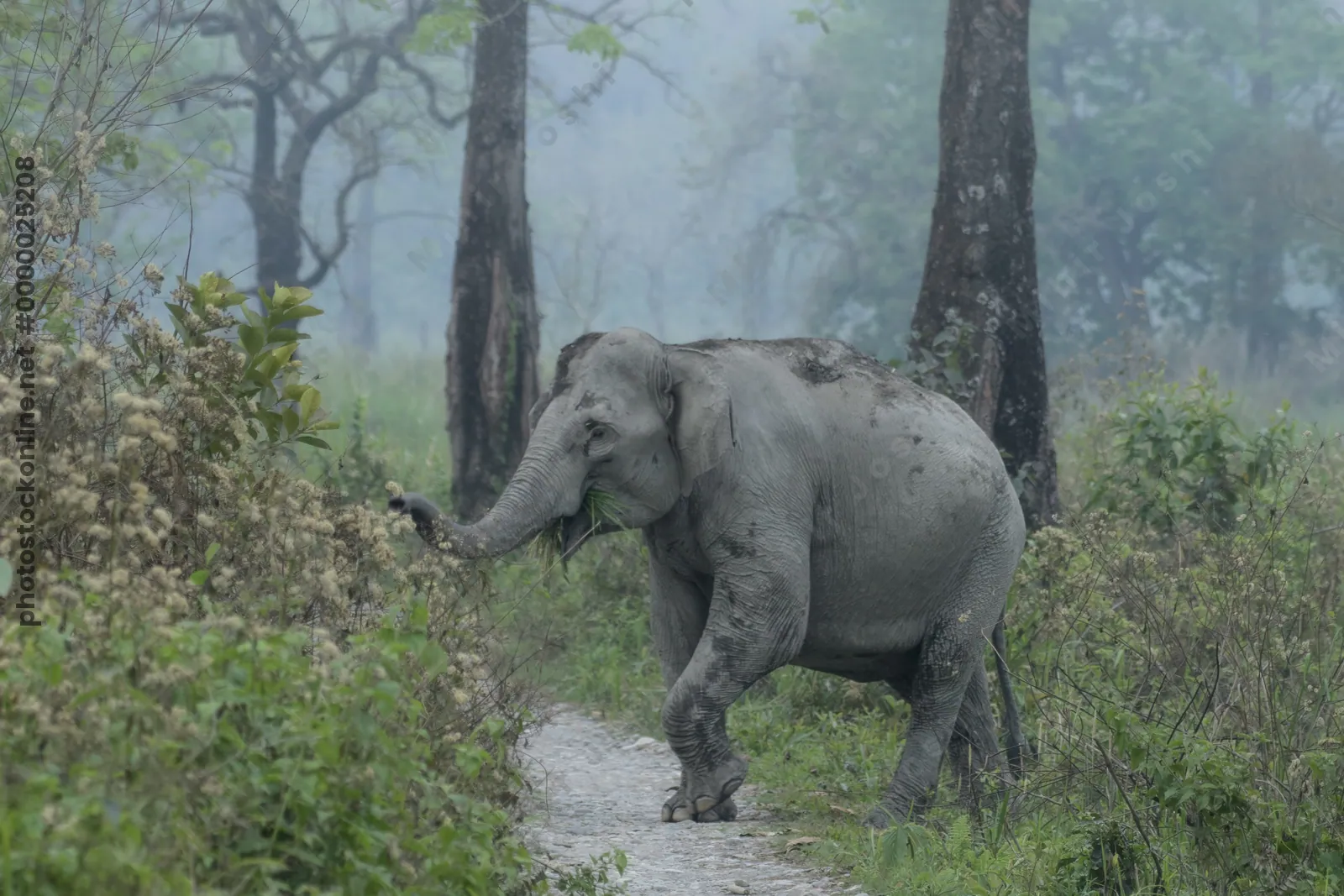 Asian Elephant walking through grassland forest- Manas National Park Assam India