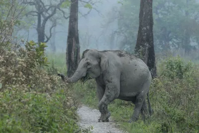 Asian Elephant walking through grassland forest- Manas National Park Assam India