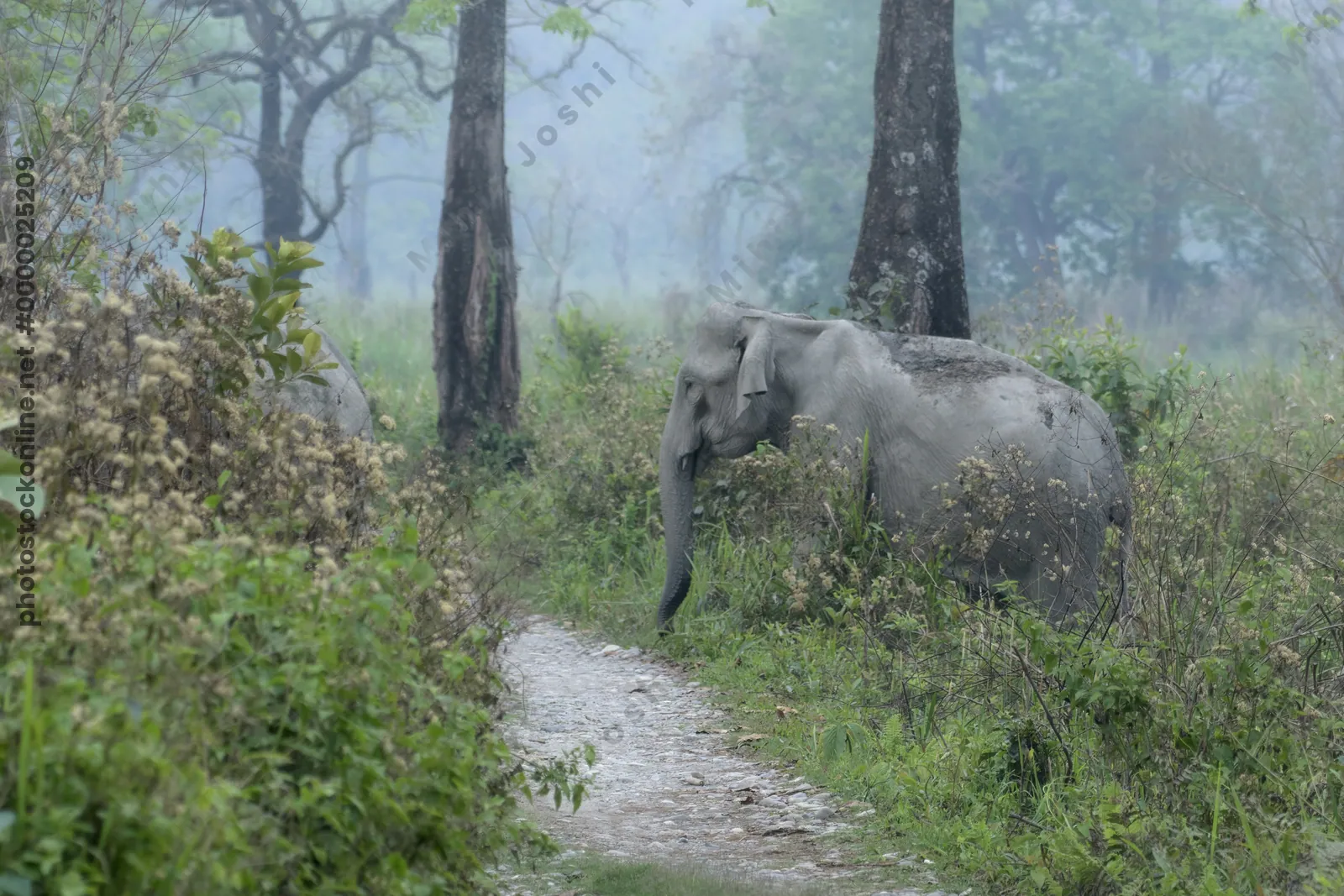 Asian Elephant walking through grassland forest- Manas National Park Assam India