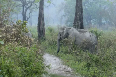 Asian Elephant walking through grassland forest- Manas National Park Assam India