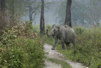 Asian Elephant walking through grassland forest- Manas National Park Assam India