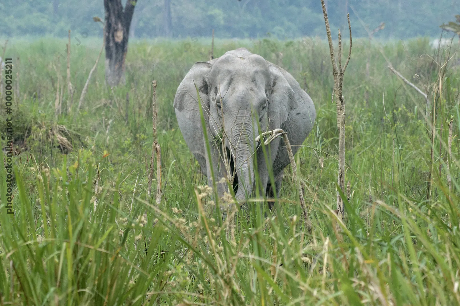 Asian Elephant walking through grassland forest- Manas National Park Assam India