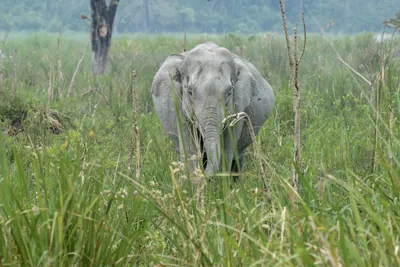 Asian Elephant walking through grassland forest- Manas National Park Assam India