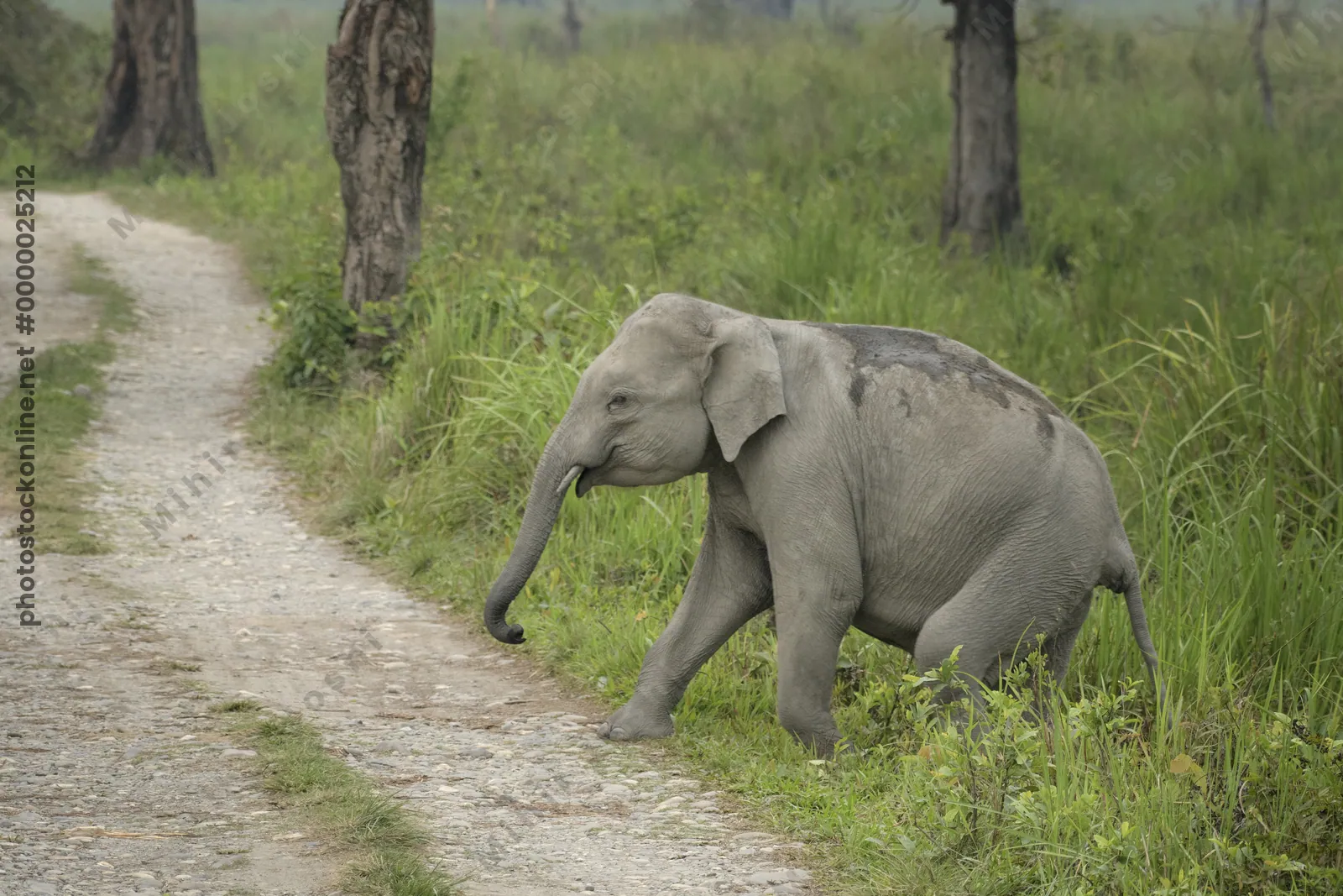 Baby Asian Elephant crossing forest track in Manas National Park, Assam, India