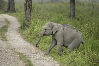 Baby Asian Elephant crossing forest track in Manas National Park, Assam, India