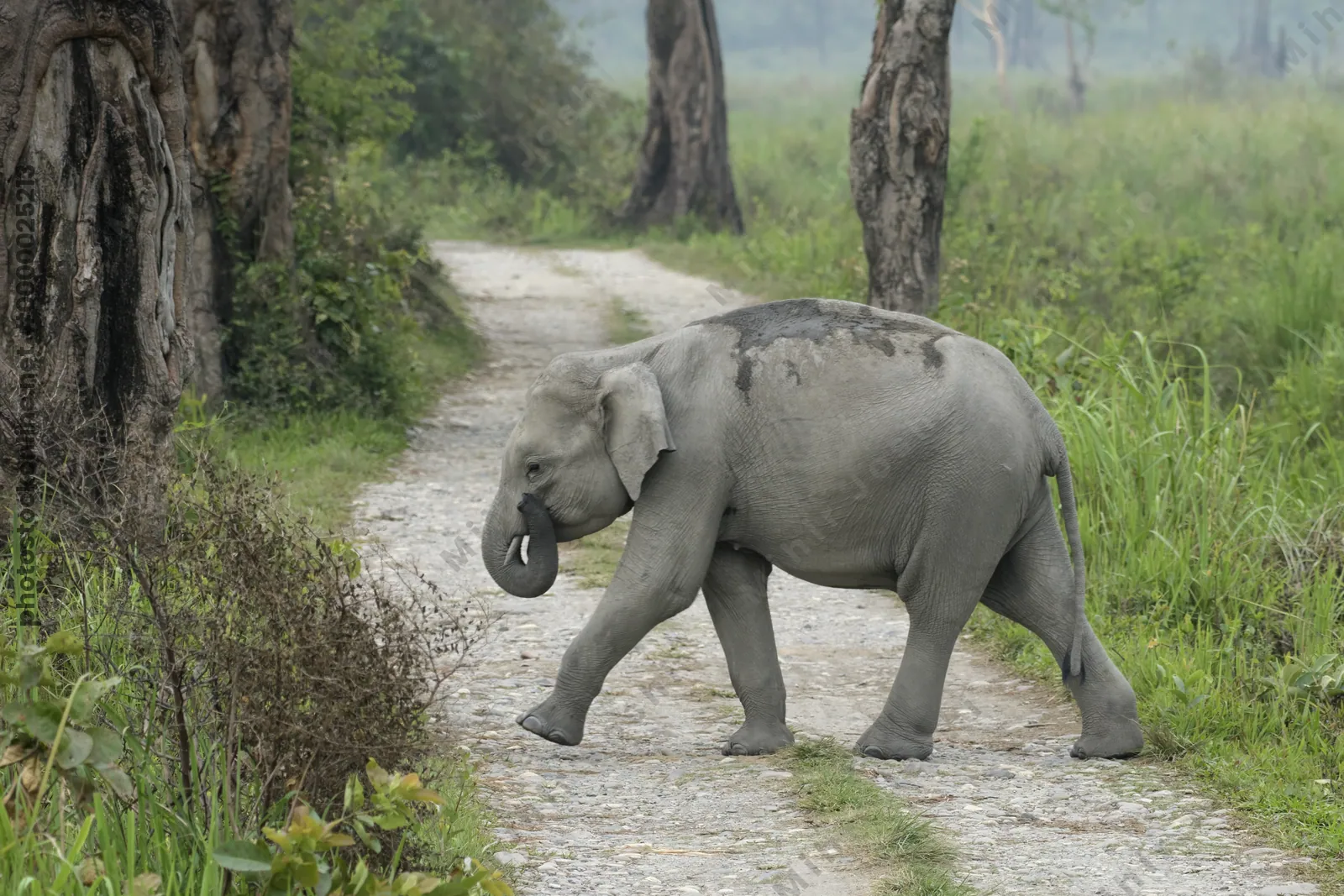Baby Asian Elephant crossing forest track in Manas National Park, Assam, India