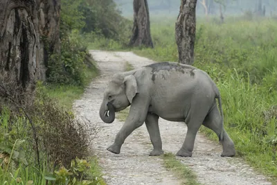 Baby Asian Elephant crossing forest track in Manas National Park, Assam, India