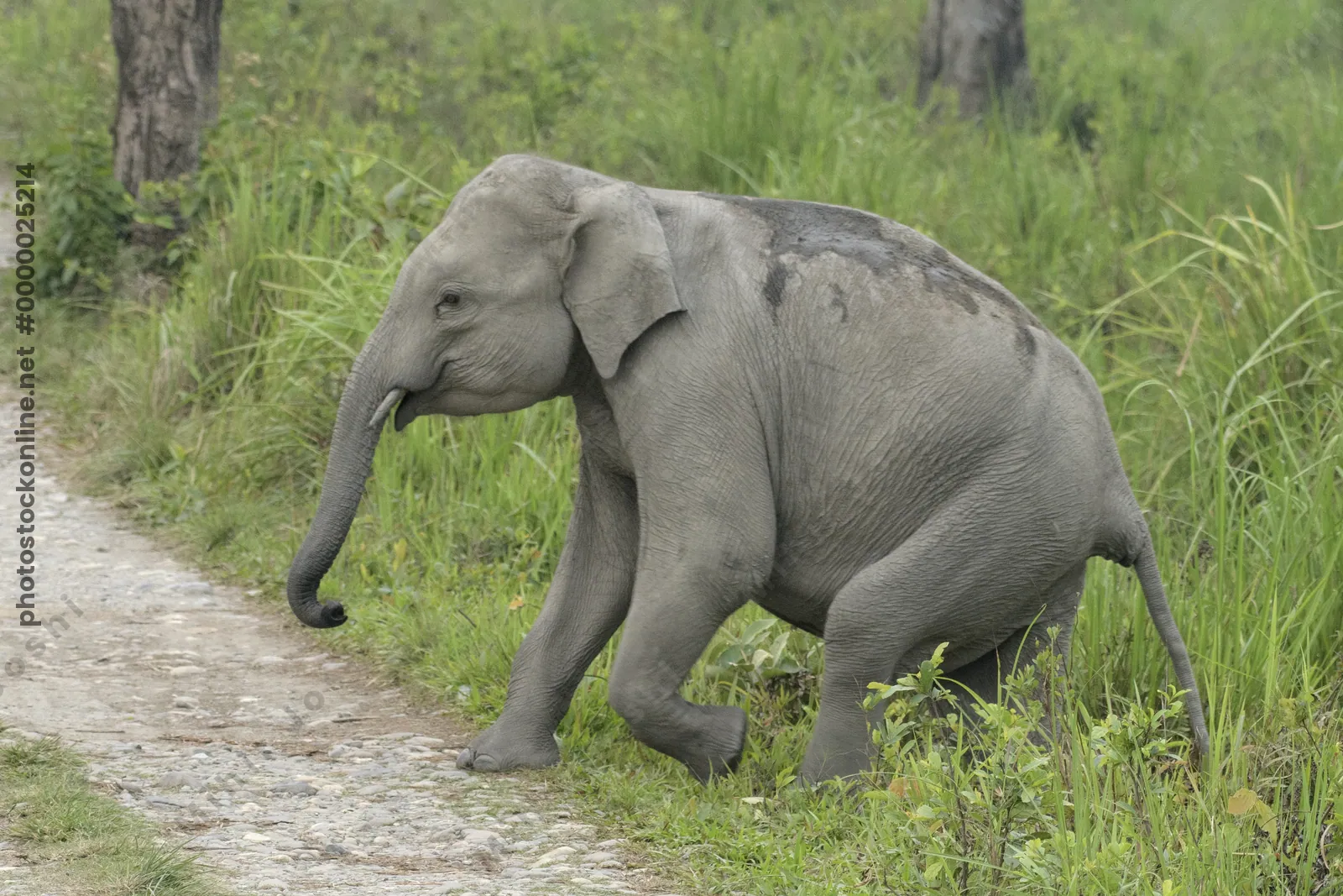 Baby Asian Elephant crossing forest track in Manas National Park, Assam, India