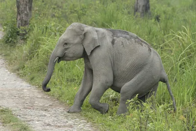 Baby Asian Elephant crossing forest track in Manas National Park, Assam, India
