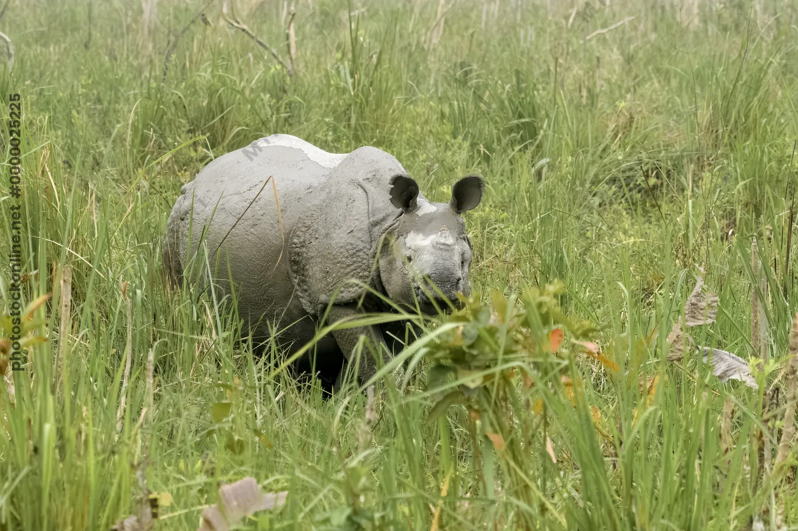 Indian One-horned Rhinoceros in grassland at Manas National Park, Assam, India