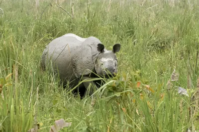 Indian One-horned Rhinoceros in grassland at Manas National Park, Assam, India