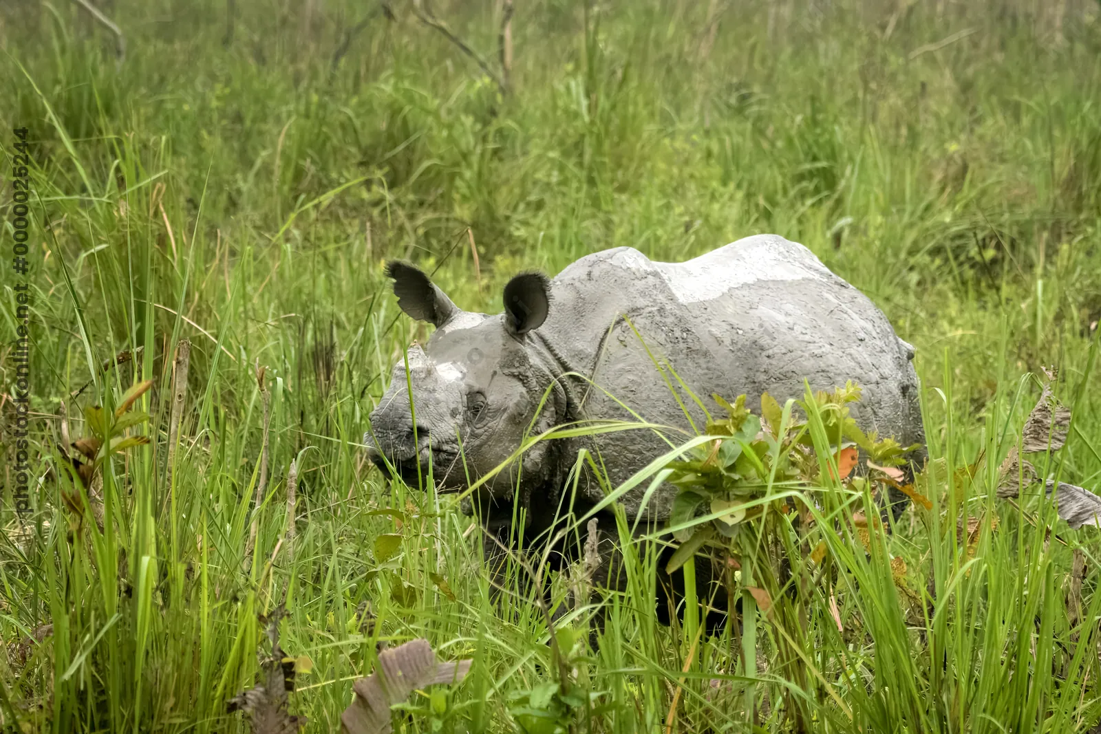 Indian One-horned Rhinoceros in grassland at Manas National Park, Assam, India