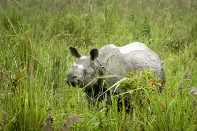 Indian One-horned Rhinoceros in grassland at Manas National Park, Assam, India