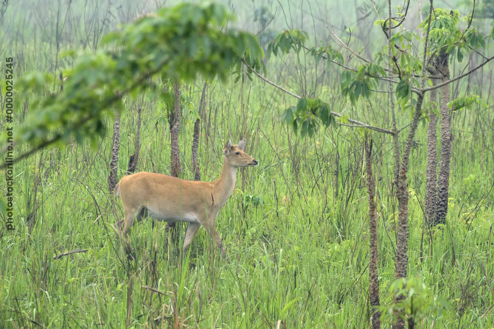 Eastern Swamp Deer walking through grassland in Manas National Park, Assam, India