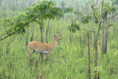 Eastern Swamp Deer walking through grassland in Manas National Park, Assam, India