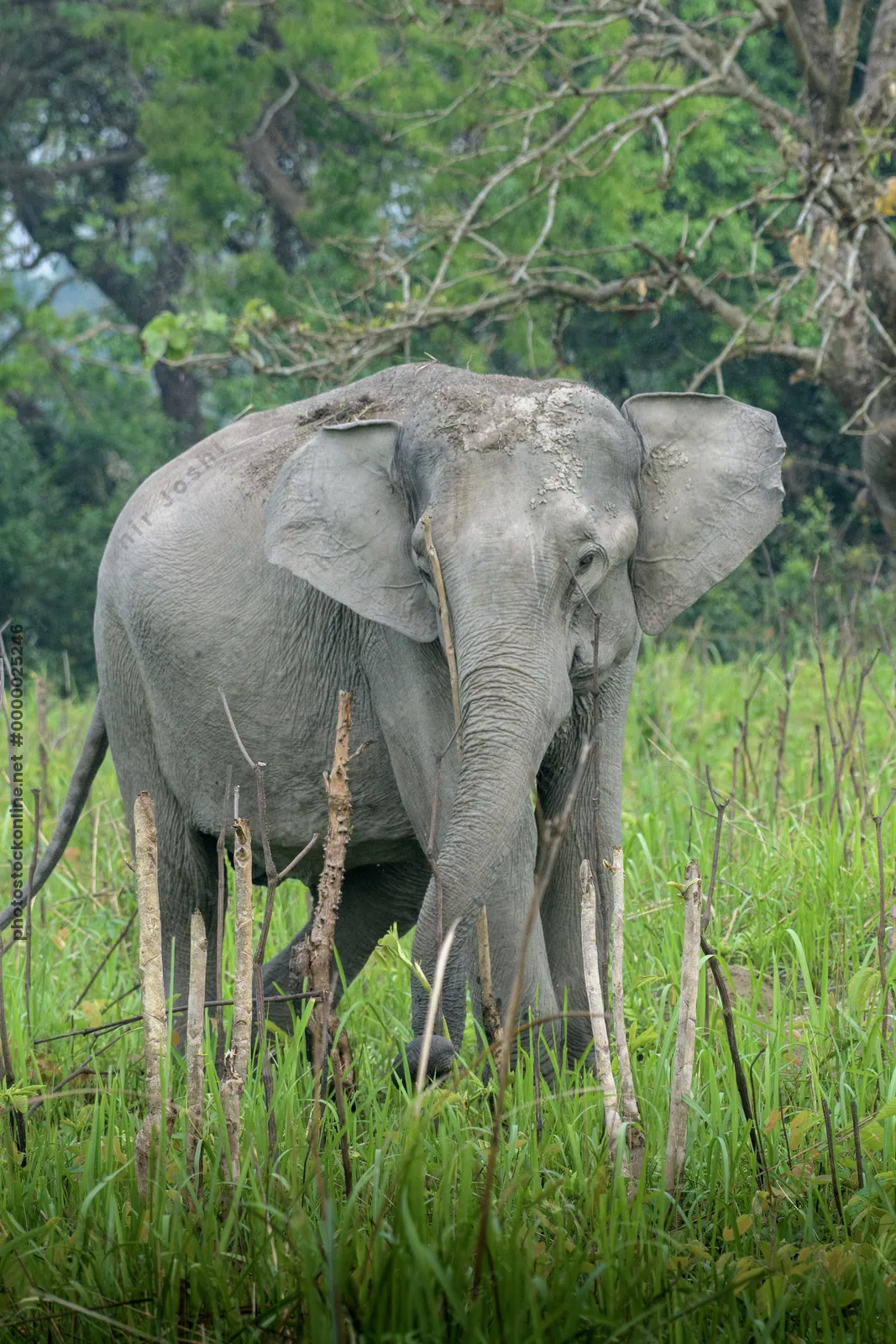 Asian Elephant walking through grassland in Manas National Park, Assam, India