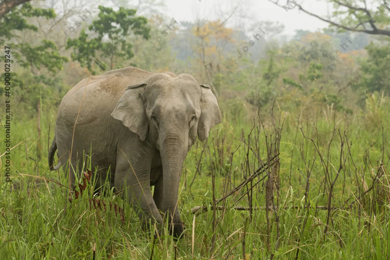 Asian Elephant walking through grassland in Manas National Park, Assam, India