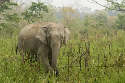 Asian Elephant walking through grassland in Manas National Park, Assam, India
