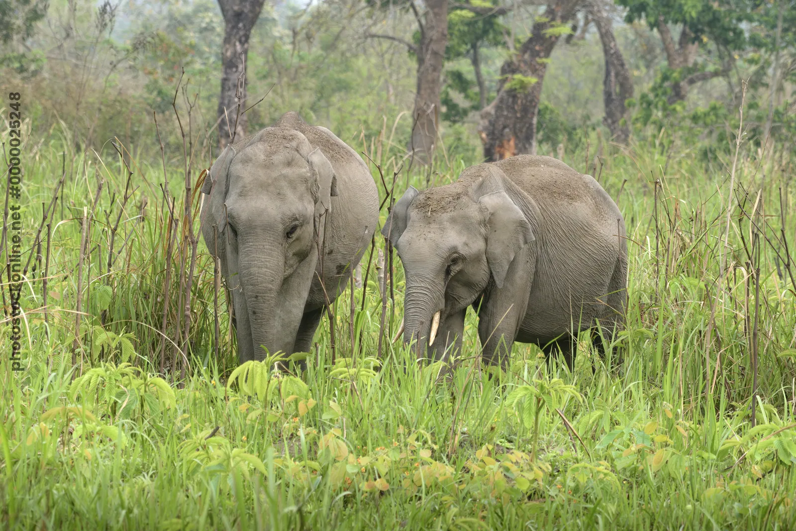 Pair of Asian Elephants feeding in grassland at Manas National Park, Assam India