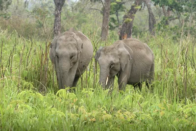 Pair of Asian Elephants feeding in grassland at Manas National Park, Assam India