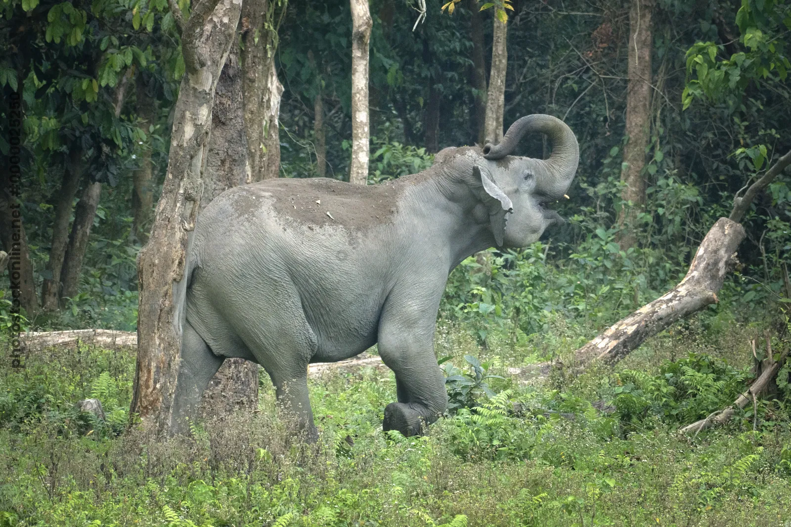 Wild Asian Elephant taking dust bath in forest in Manas National Park Assam