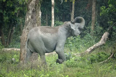 Wild Asian Elephant taking dust bath in forest in Manas National Park Assam