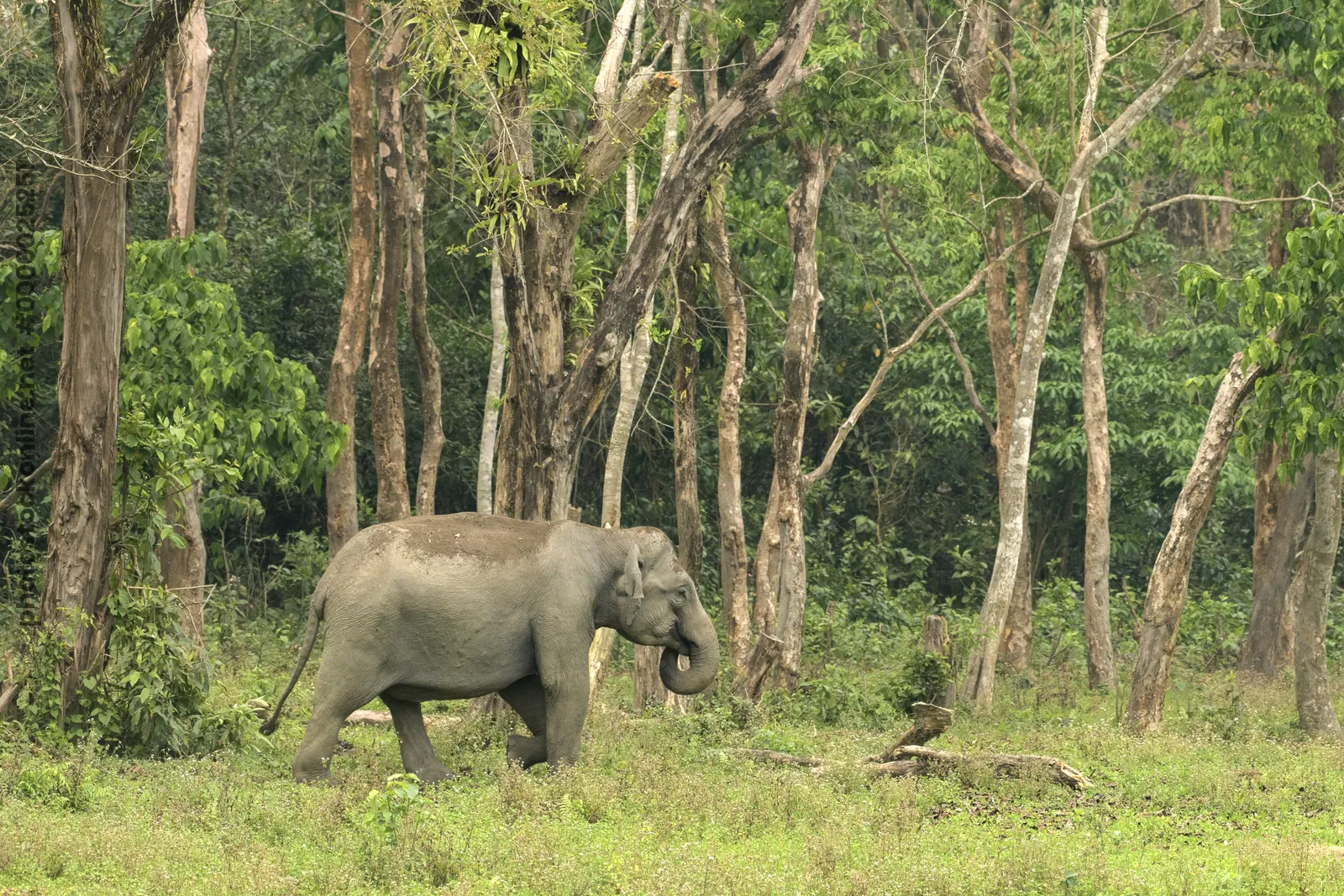 Wild Asian Elephant walking in forest habitat in Manas National Park Assam India