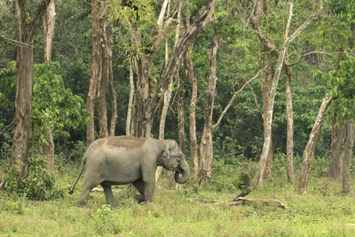 Wild Asian Elephant walking in forest habitat in Manas National Park Assam India