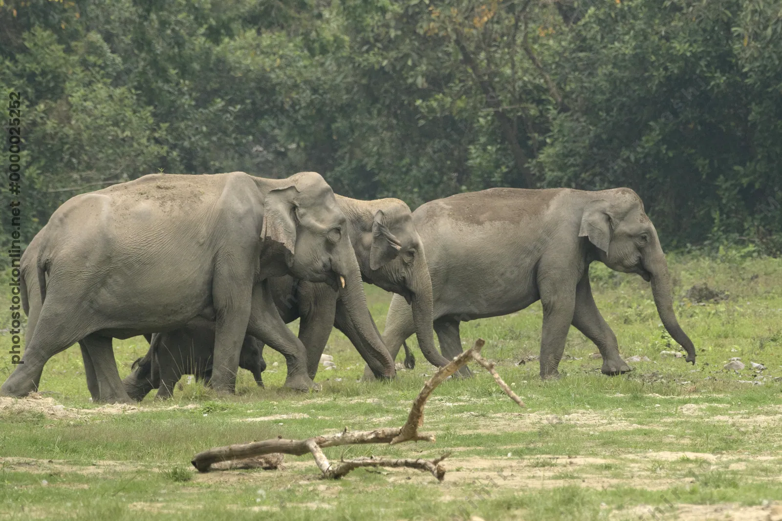 Herd of Asian Elephants walking in forest grassland in Manas National Park, Assam