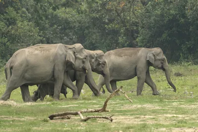 Herd of Asian Elephants walking in forest grassland in Manas National Park, Assam
