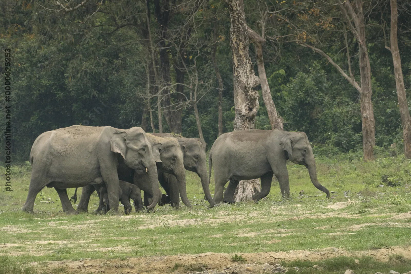 Herd of Asian Elephants with calf walking in forest grassland in Manas, Assam